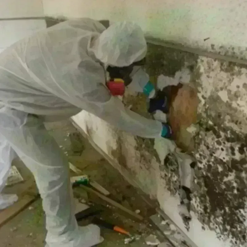 Mold Remediation and Removal in Raymond, MS